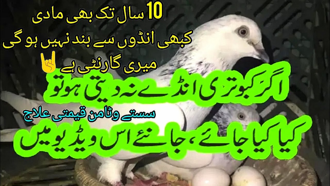 انڈوں سے بند کبوتری | انڈوں سے بند مادی کا علاج | بریڈ ہی بریڈ | انڈے ہی انڈے | Ali Awan Pigeons |