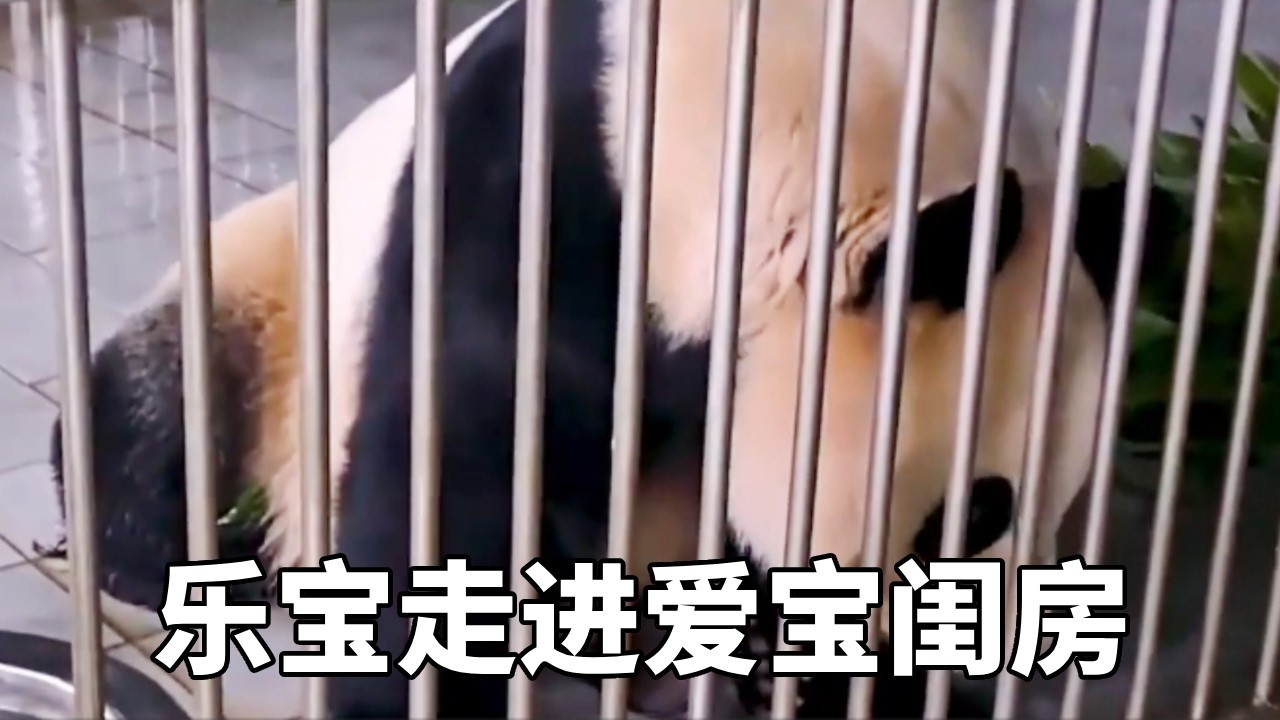 爱宝乐宝每天隔窗相望，爱宝早上出门后，姜爷爷让乐宝进走了爱宝的闺房！ #大熊猫爱宝乐宝 #爱宝乐宝三胎