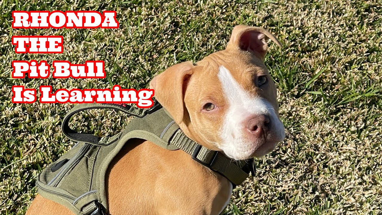RHONDA The Pit Bull Is Learning