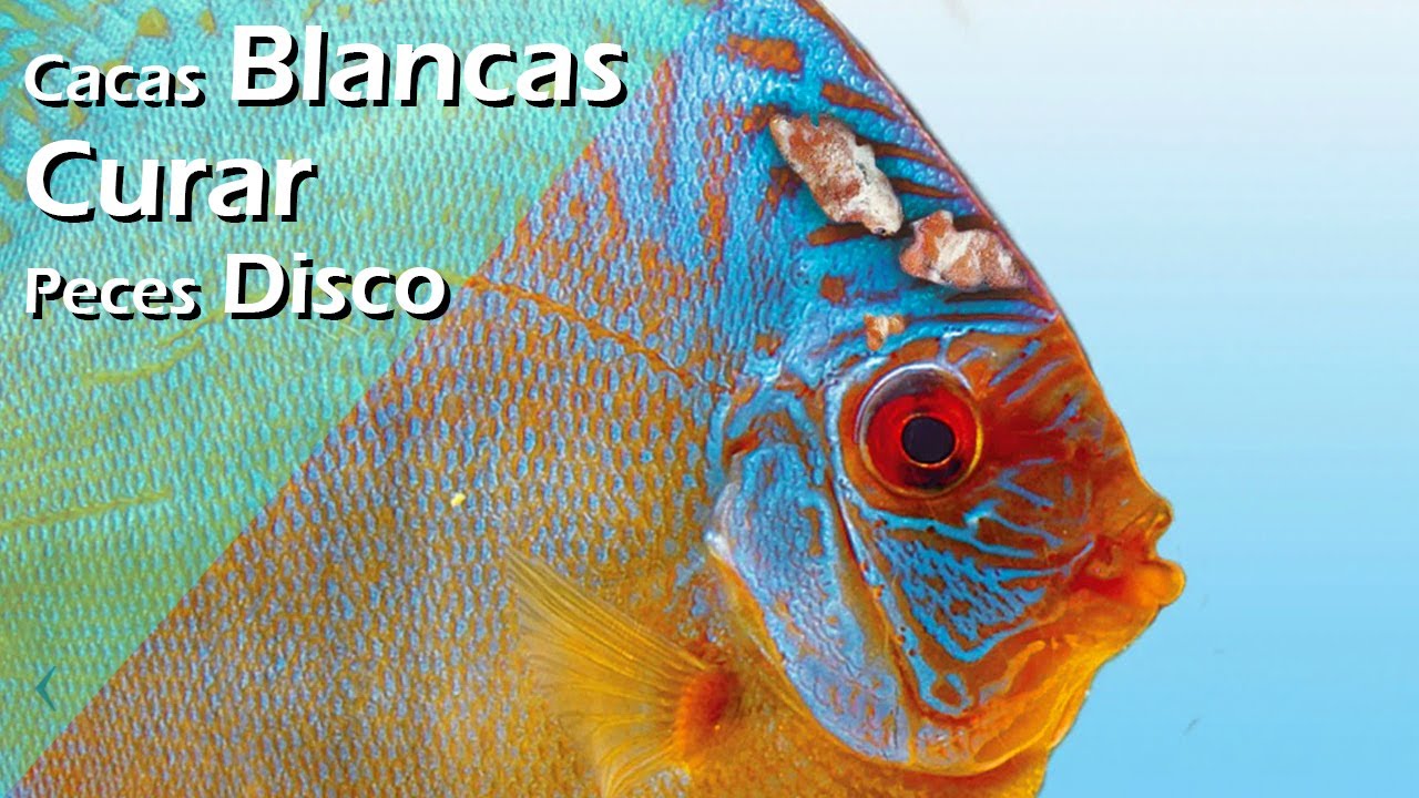 175💀.- ¡PELIGRO! 💩 Cacas BLANCAS en PECES DISCO: qué significa y cómo actuar