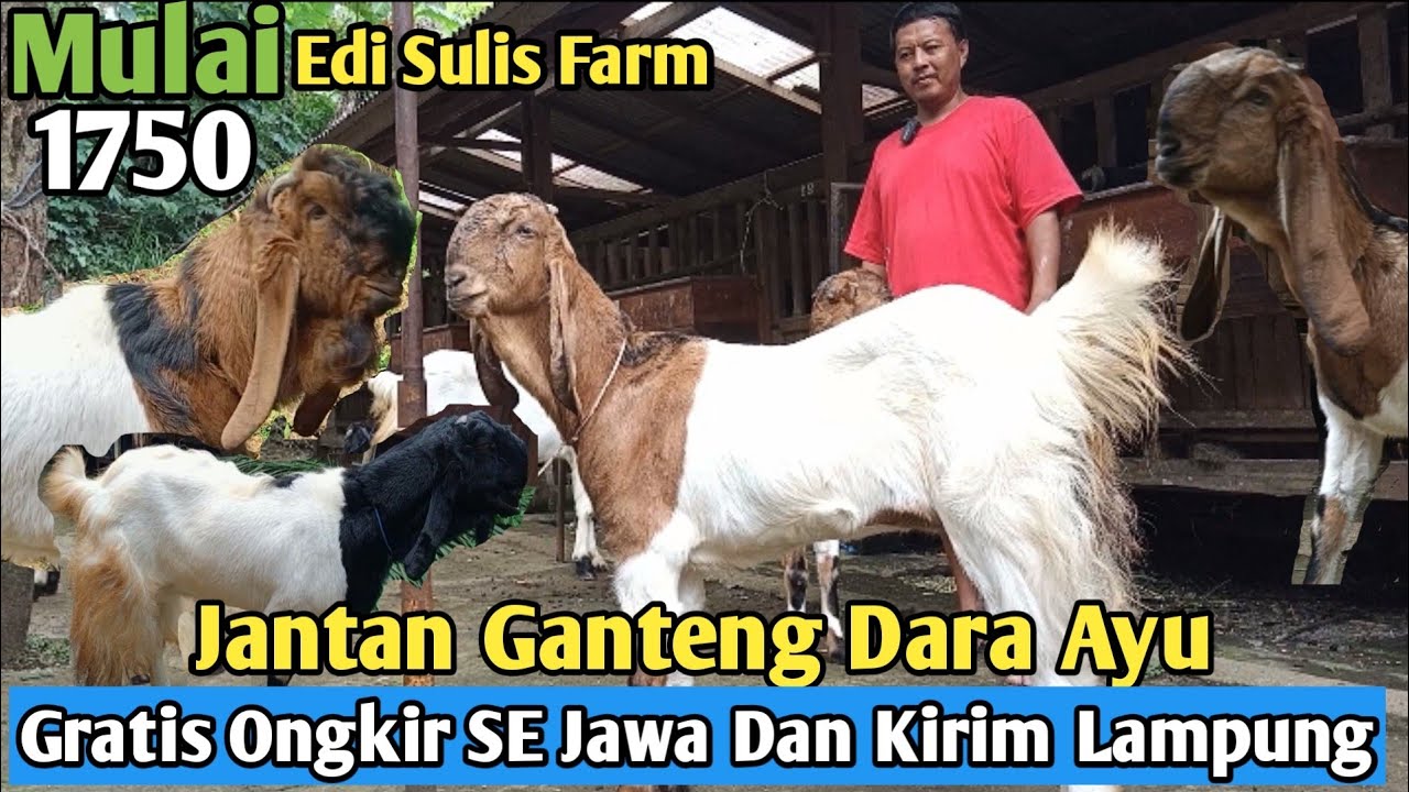 1750...!!JANTAN DAN DARA KEPALA COKLAT GRATIS ONGKIR SE JAWA KAMBING PE KALIGESING #hargakambing
