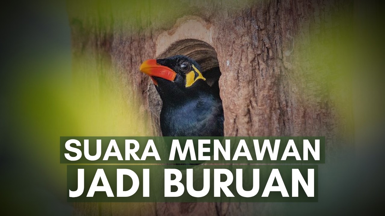 Burung Beo: Sifat Unik dan Perilaku Asli di Habitat Alami