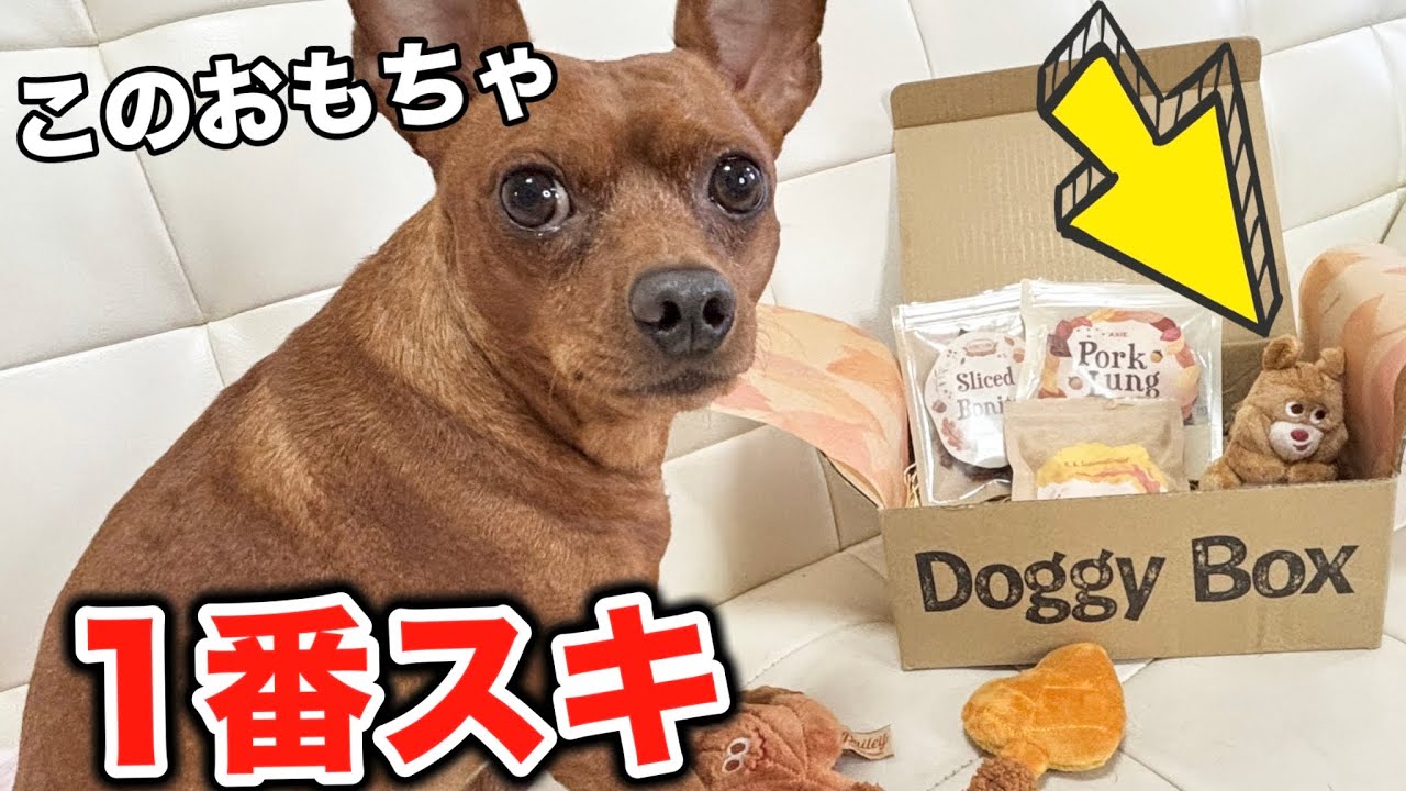 【変わったおやつに大興奮❤️】ドギーボックス11月号開封レビュー　#ミニピン　#ドギボ　#doggybox 