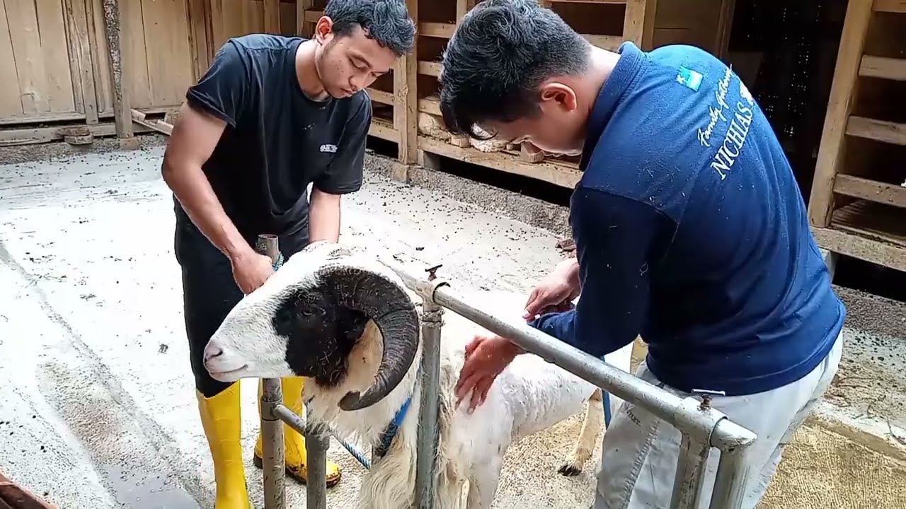 TUTORIAL MEMANDIKAN DOMBA GARUT