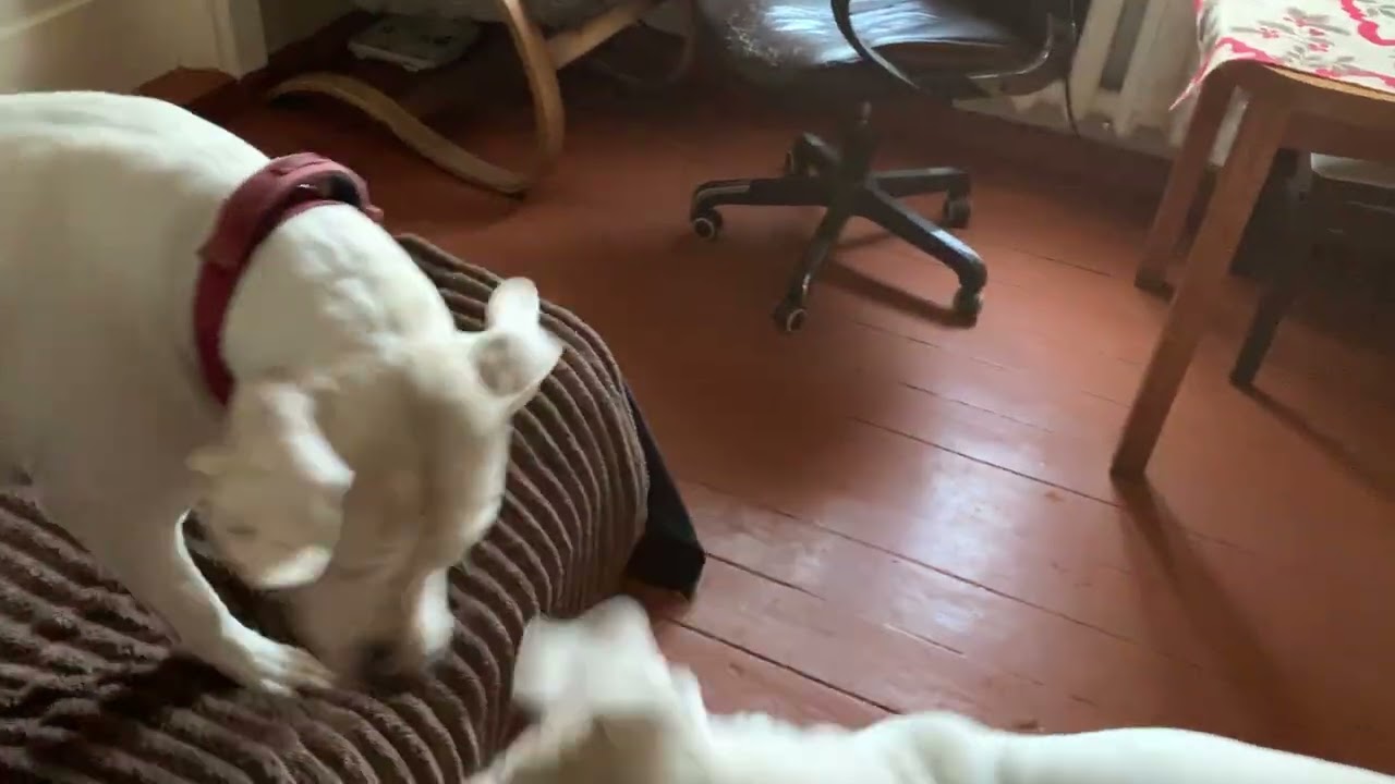 Dogo argentino and friends 