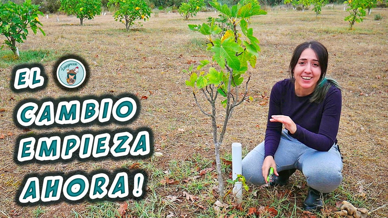El cambio EMPIEZA AHORA! Poda INTENSIVA en las HIGUERAS de la FINCA 🌳​✂️​