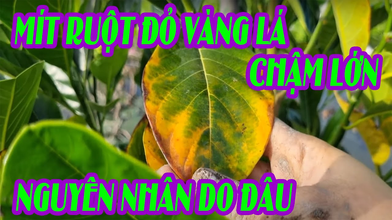 Cách xử lý mít ruột đỏ bị vàng lá - chậm lớn - nguyên nhân bất ngờ | SIÊU THỊ CÂY GIỐNG WELOFARM