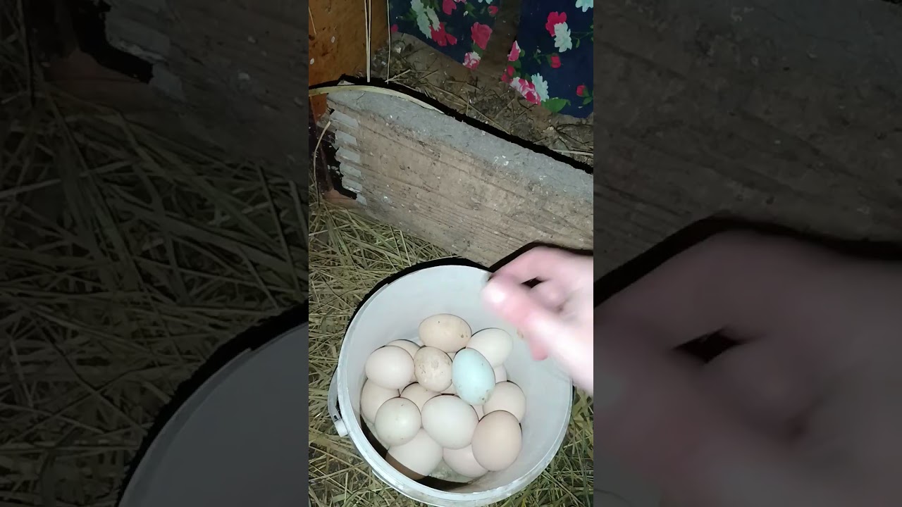 Куры несутся Зимой как Летом ‼️Что нужно сделать ‼️