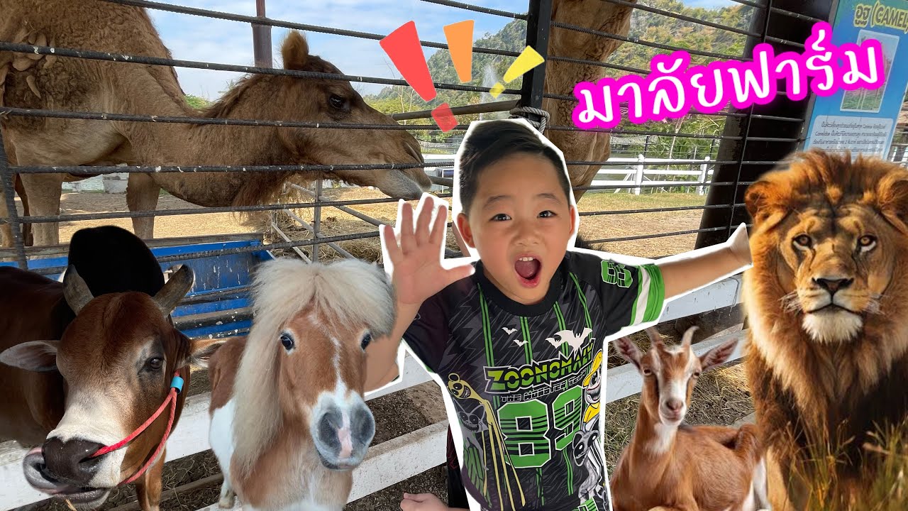 ตะลุยให้อาหารแพะ กวาง อูฐ ม้าแคระ ควายเผือก ที่มาลัยฟาร์ม ชะอำ | เล่นกับพอร์ช