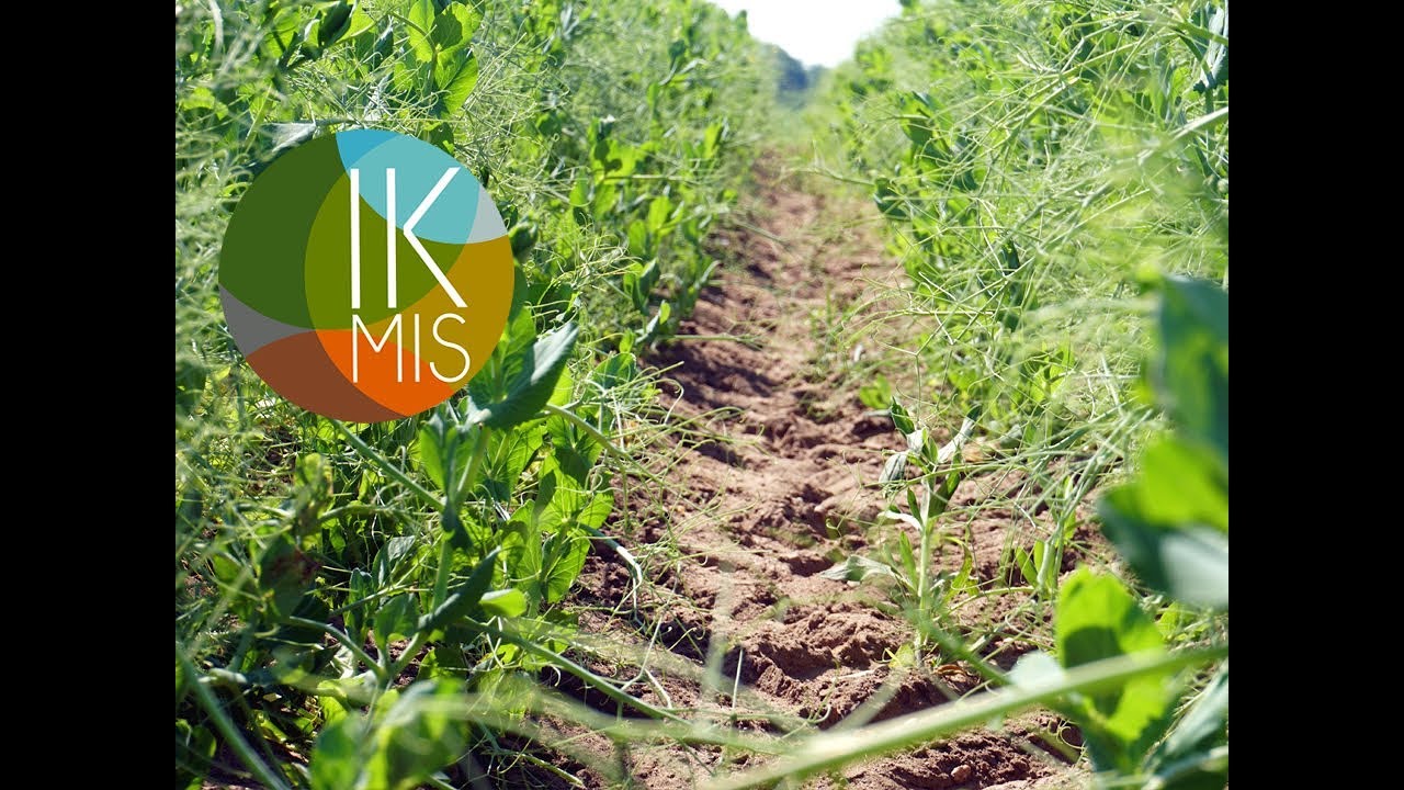 IKMIS 2018. Pasėlių stebėjimas &ndash; situacija &Scaron;iaurės Rytų Lietuvoje