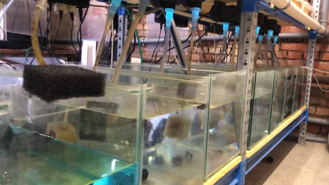 Инкубаторы для малька. Ферма аквариумных рыб plecoprim