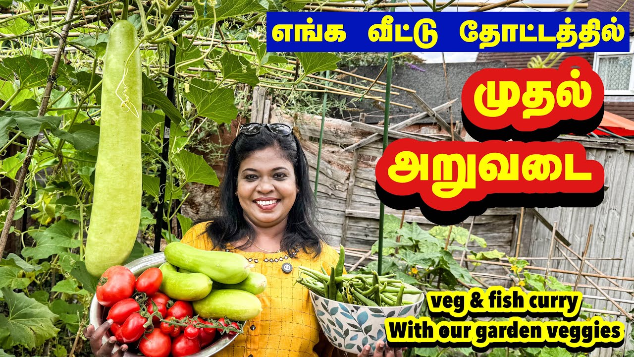 🥒 Tamil vegitables in UK garden/எங்க லண்டன் தோட்டத்துல முதல் அறுவடைல காய்கறி கூட்டும் மீன் குழம்பும்