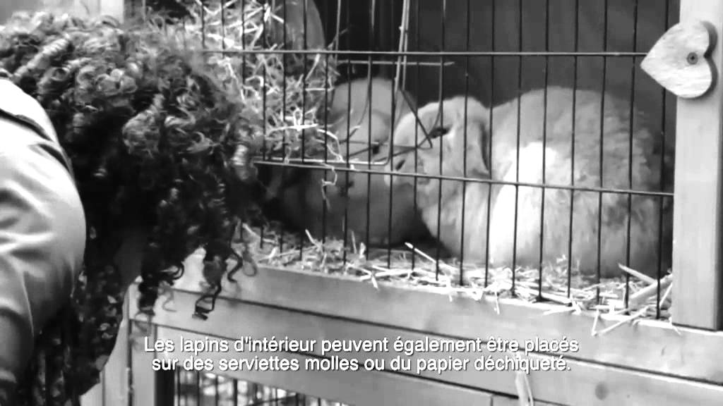 Prendre soin de vos lapins