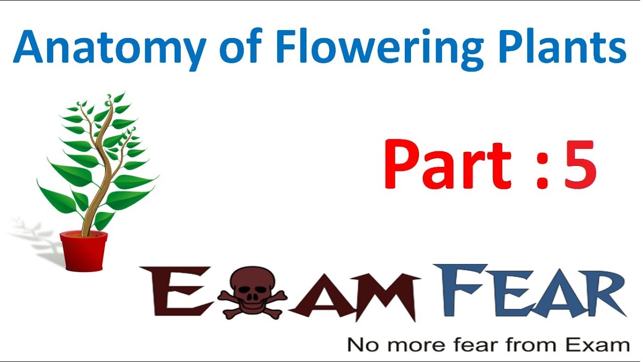 Biology Anatomy of Flowering Plants part 5 (Permanent tissues: collenchyma) CBSE class 11