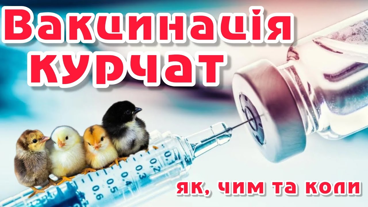 💉ВАКЦИНАЦІЯ Курчат‼️ЯК, ЧИМ та КОЛИ