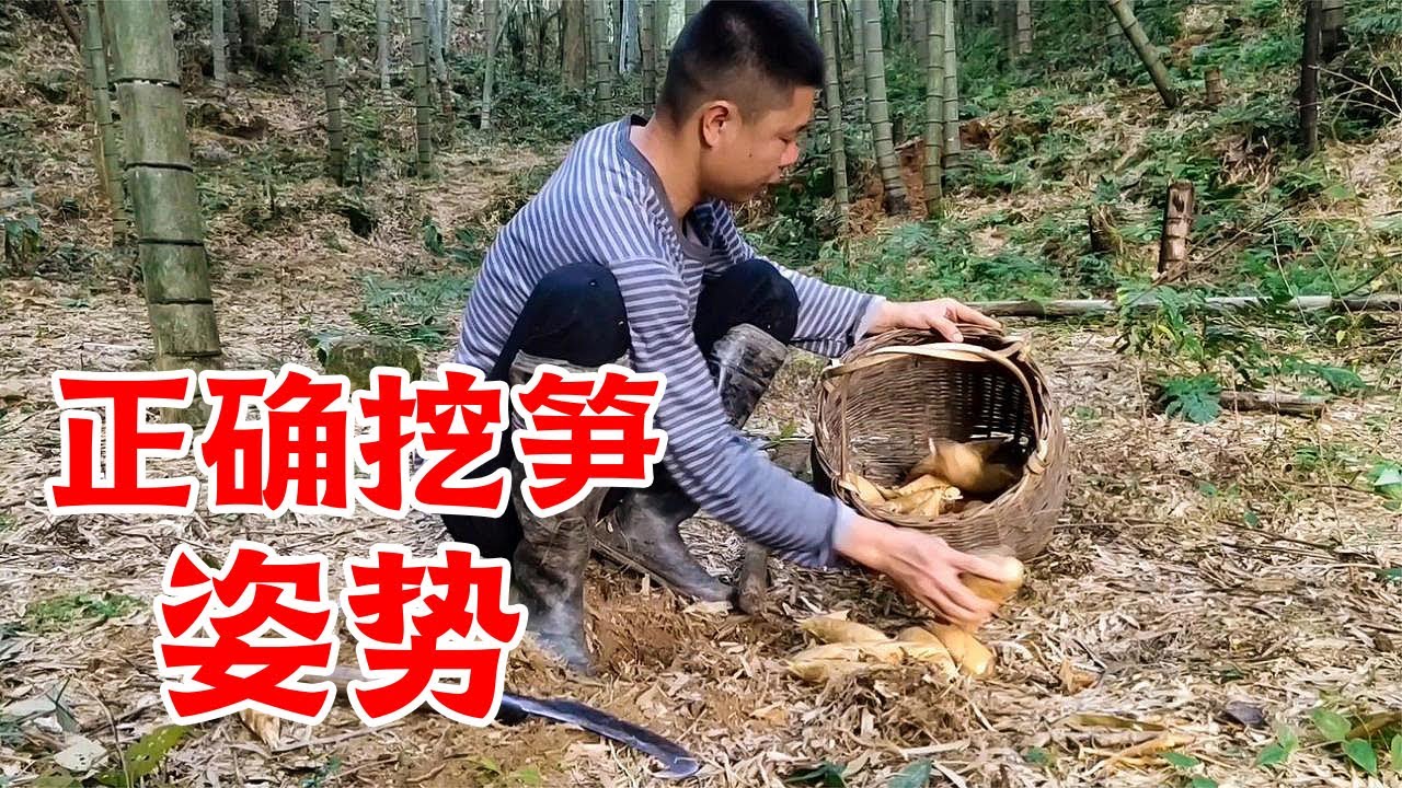 前期冬笋怎么挖，其实没有那么复杂，学会这个最简单方法就够了【山村大雄】
