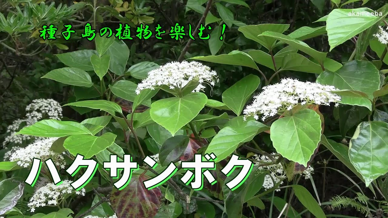 ハクサンボク 仲春のころ小枝の先に球形状の散状花序を出し白い集合花をつけた開花風景令和7年 AIナレーション案内～種子島の植物を楽しむ！