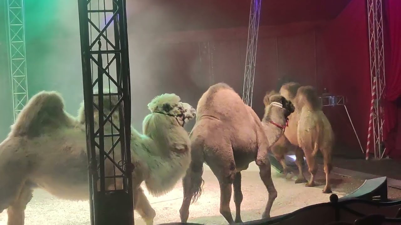 Les Chameaux 🐫🐫 Du cirque Franco Italien 2025