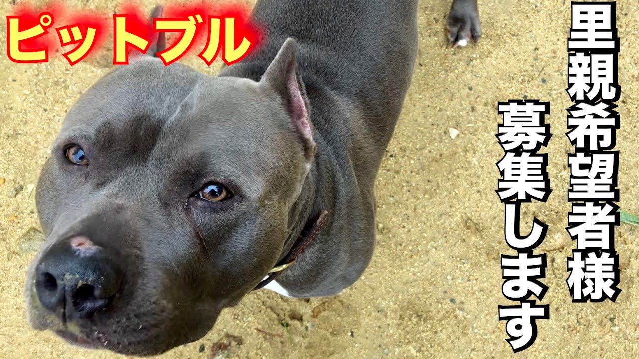 【里親募集】ピットブルとっつぁん