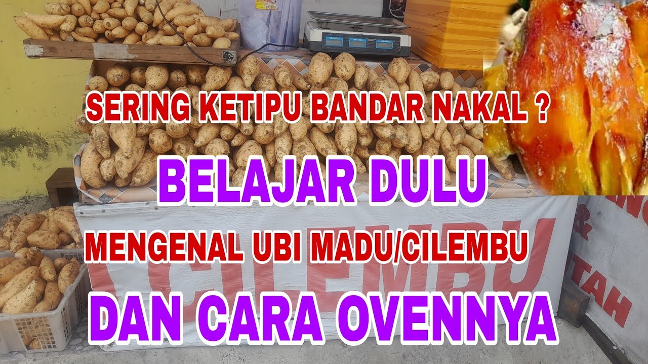 Mengenal ciri-ciri dan jenis-jenis ubi madu/cilembu dan cara mengopennya