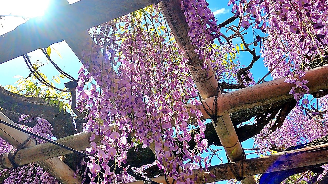 Kyoto Gyoen - 京都御苑