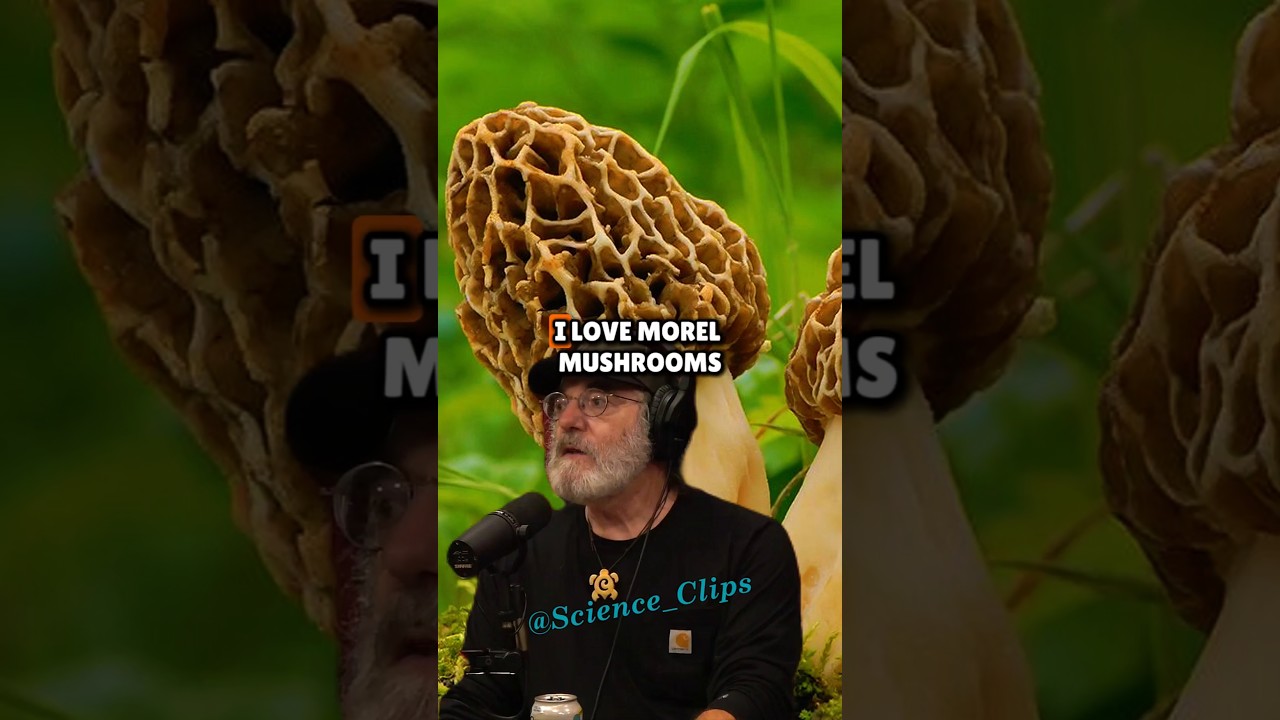 Morel Mushrooms Can Be Poisonous If You Don&rsquo;t Do This