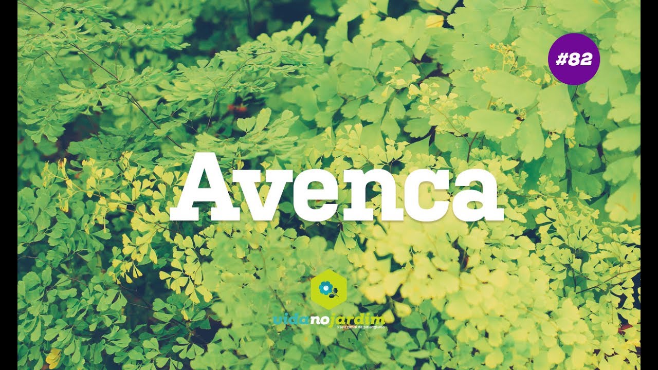 Avenca