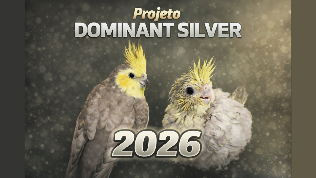 PROJETO DOMINANT SILVER 2026 🚀 O FUTURO DESSA MUTAÇÃO COMEÇA AGORA