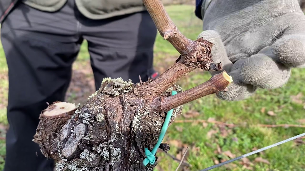 Vigne : taille d’hiver février 2021 Association fruitière de Haguenau et environs.