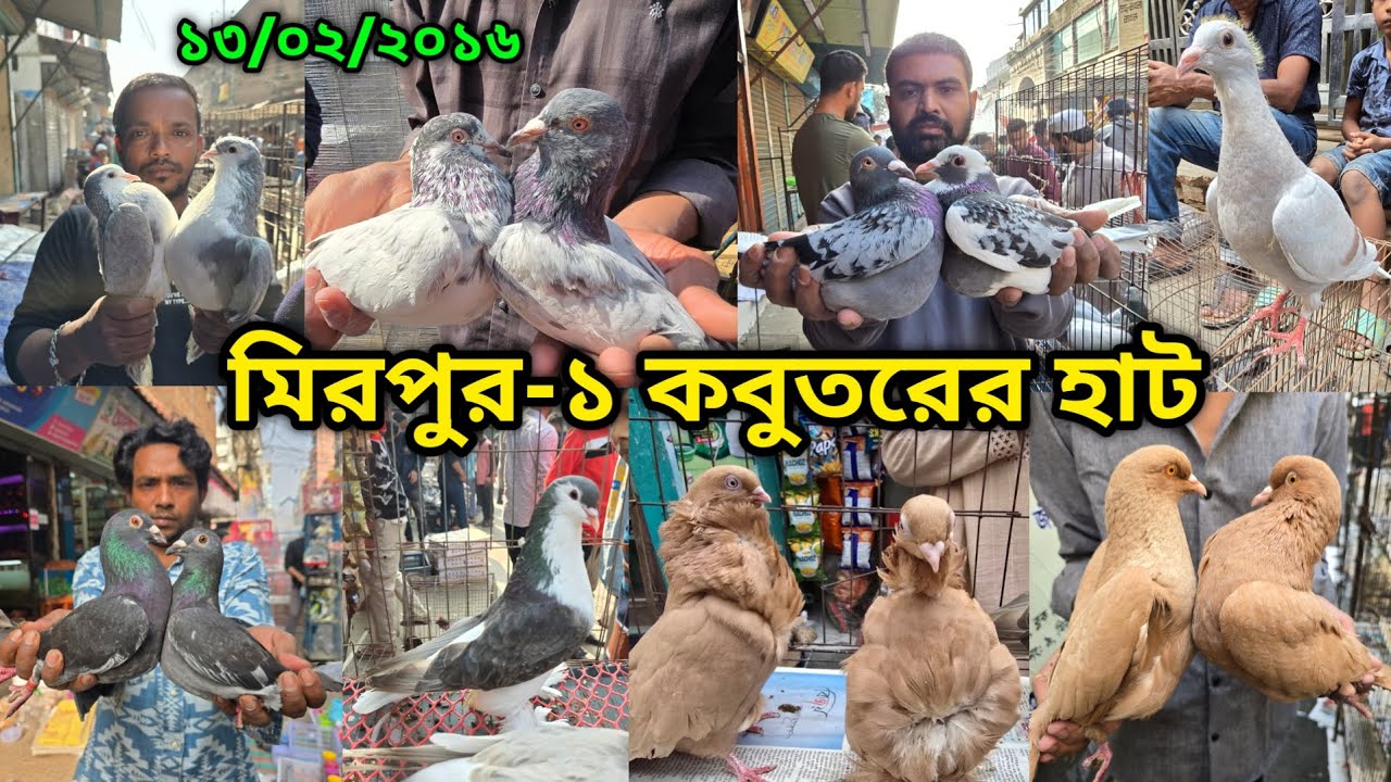 ১৩/০২/২০২৬ মিরপুর-১ কবুতর হাট || মিরপুর-১ কবুতরের হাট ২০২৬ || Mirpur-1 Pigeon Market || কবুতর বাজার