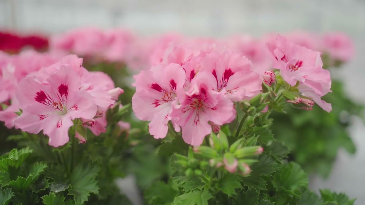 Elegance Fenna * -  Pelargonium Grandiflorum