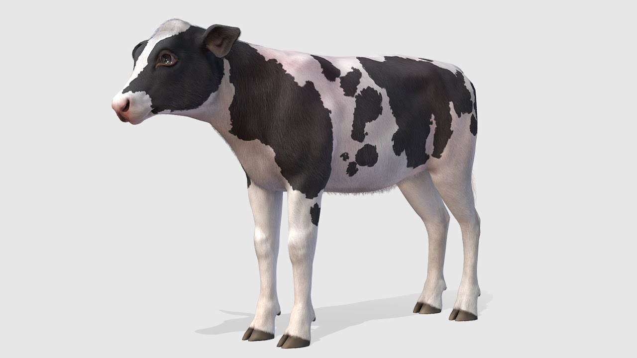 Calf Animations