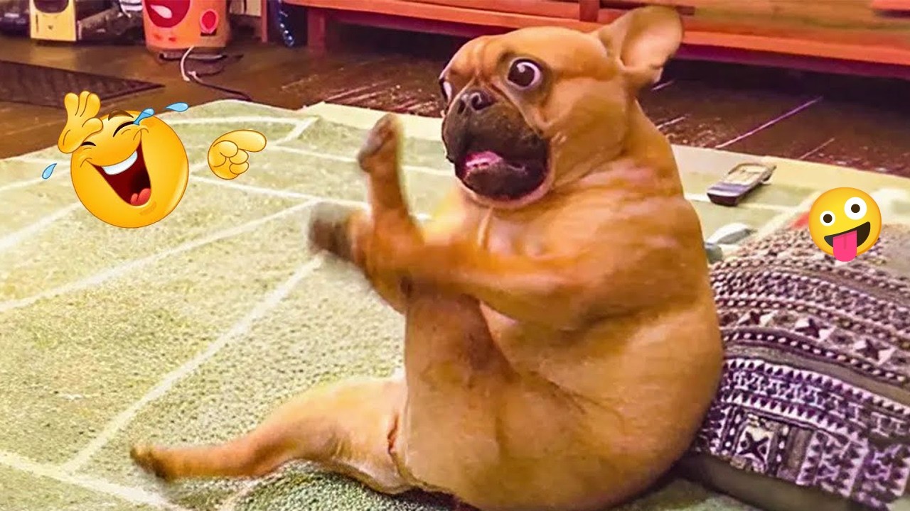 You’ll Laugh Every Second Watching These Dogs 🤣🦮 FUNNIEST DOGS Video 2026 #55