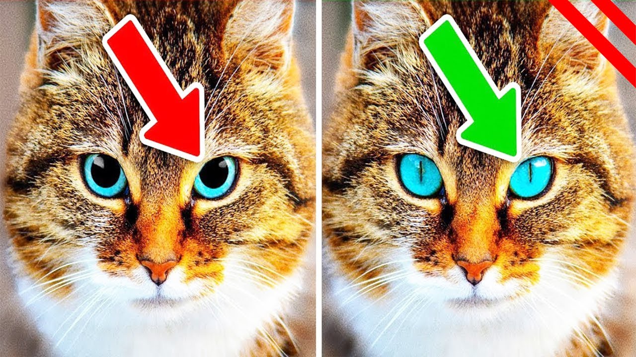 Cosas Que Tu Gato Te Está Diciendo