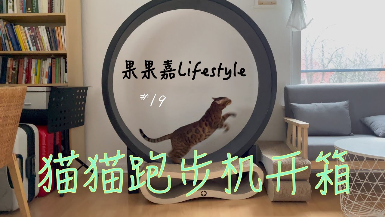【开箱】猫猫跑步机开箱｜Canadian Cat｜拼装过程｜引导猫猫适应跑步机｜一周后豹猫悟空在跑步机上飞起