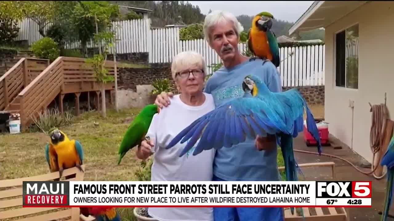 Famous Maui parrots still face uncertainty