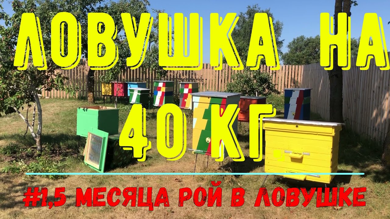 Рой прожил в ловушке не менее 1,5 месяцев и вес ловушки был не менее 40 кг. Пересаживаю его в улей.