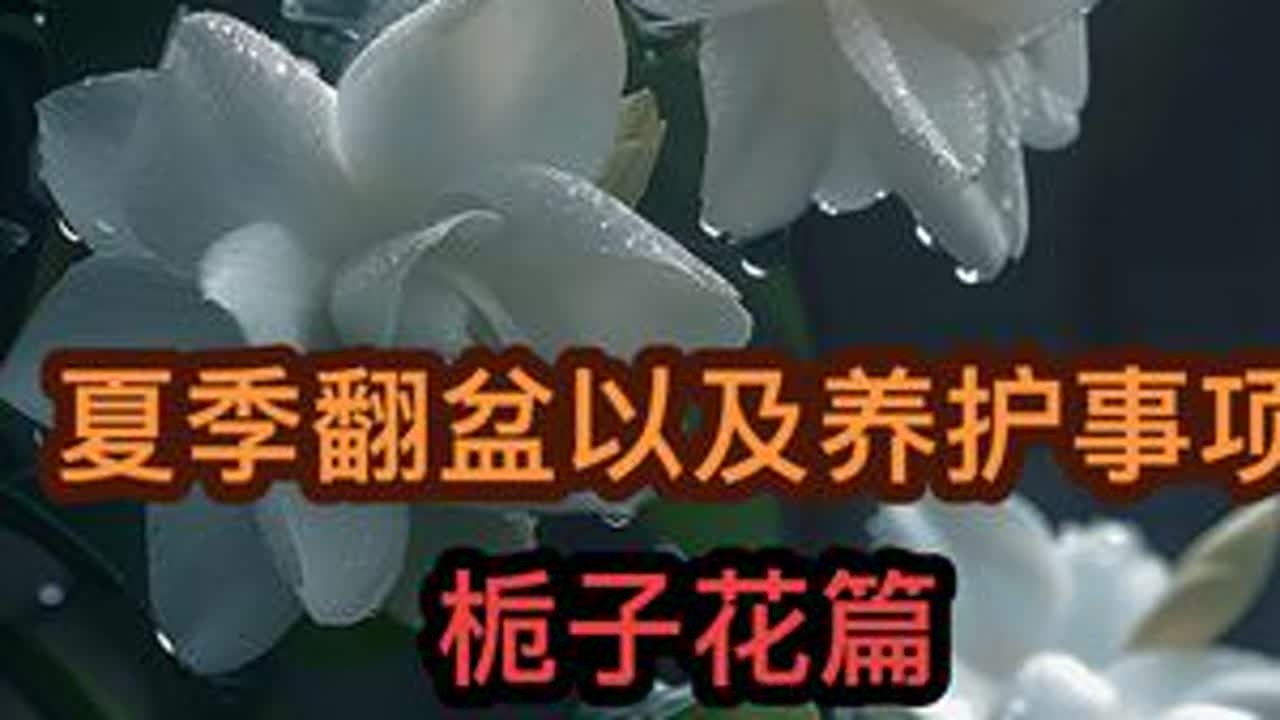 夏季杂木类翻盆修根养护知识点，仅供参考。#种植小技巧 #栀子花 #抖音助农 #原创作品 #现场实拍