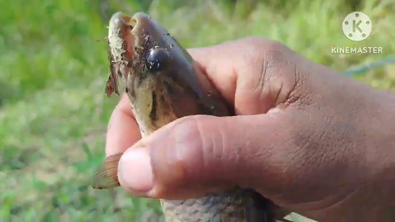 Pescaria No brejo todo lugar Tem Peixe #pescaria#jundiá #traíras #malcyogigantedapesca