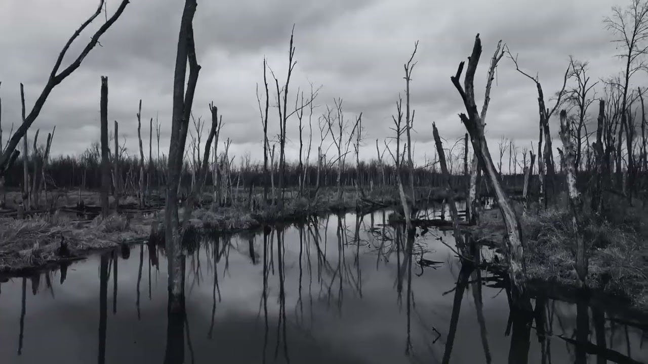 In the Swamp