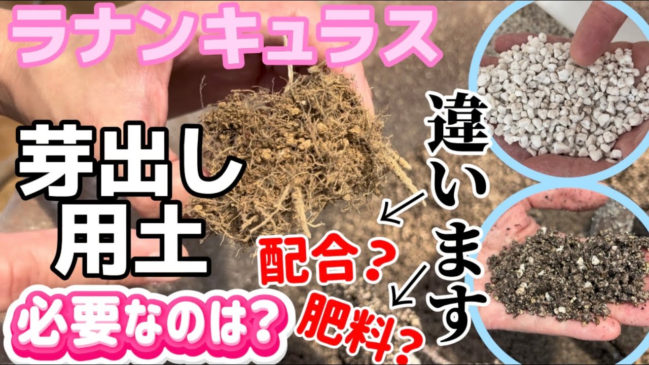 芽出しの土に必要なのは【ラナンキュラスラックス】【ランドセルシリーズ】【園芸のぶチャンネル】