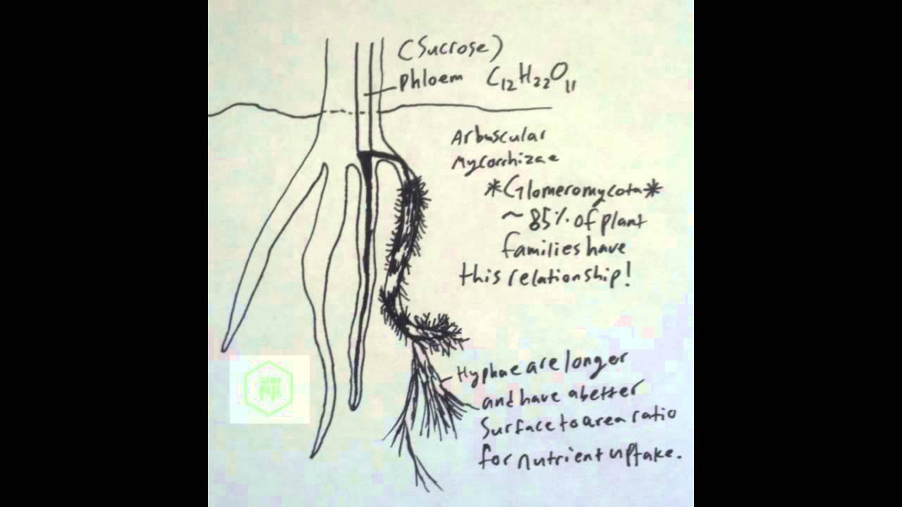 Basic Endomycorrhizal Info