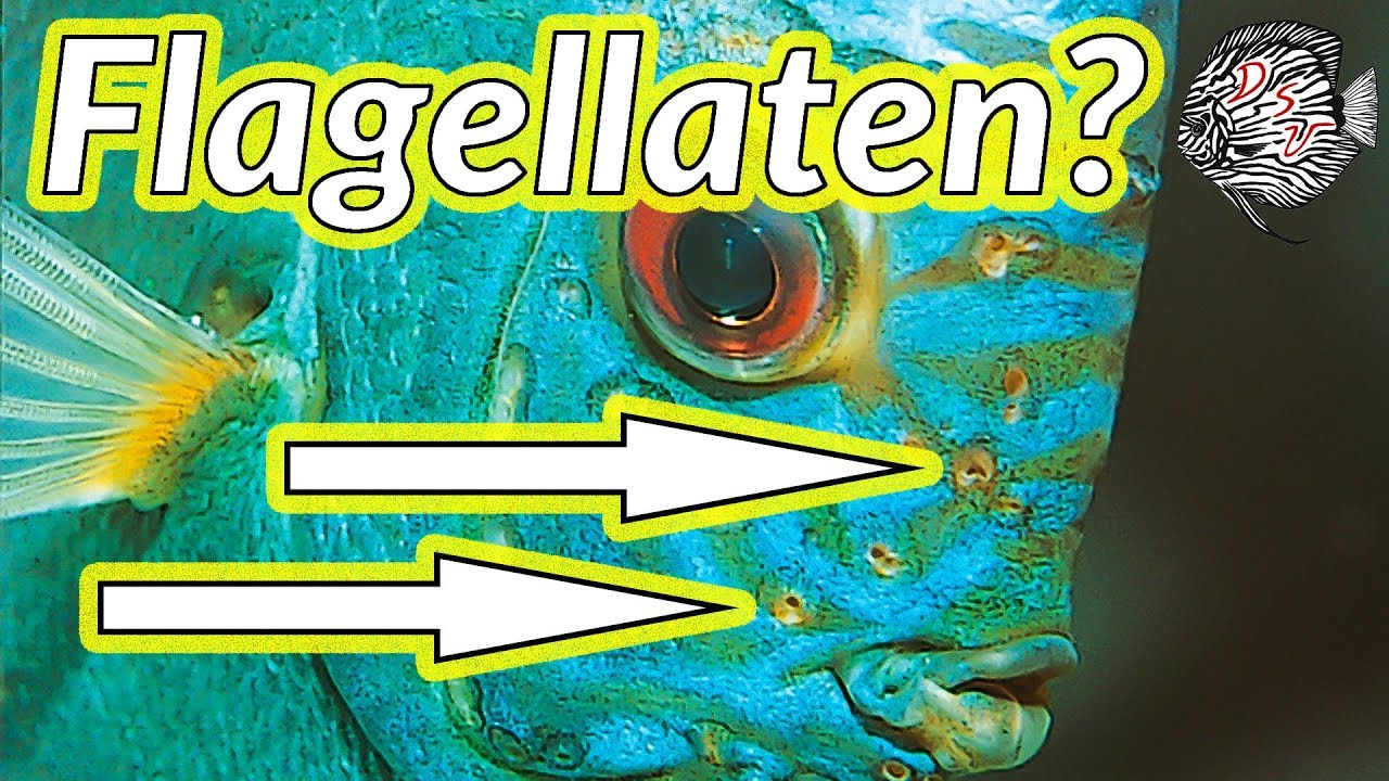 Hoe flagellaten herkennen bij aquarium vissen zonder microscoop... | Aquarium Sunshine Valley