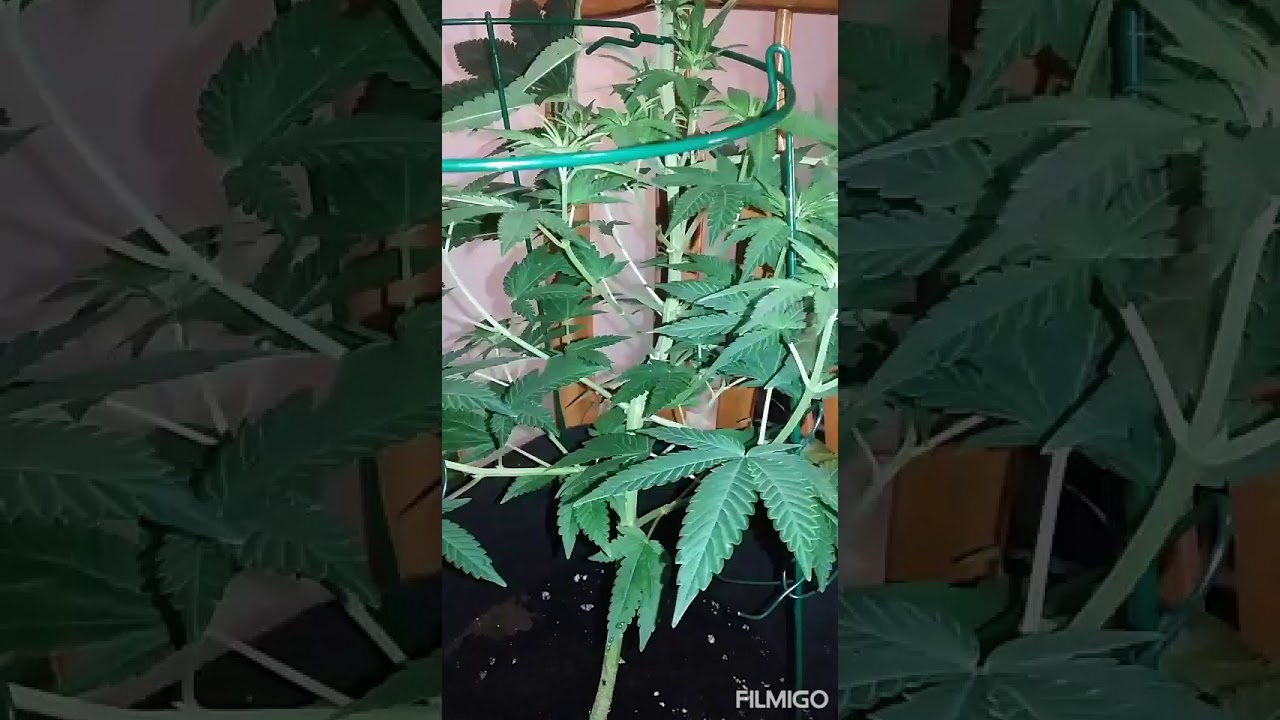 250whps grow..1st week of flower! And new autoflower seedling!