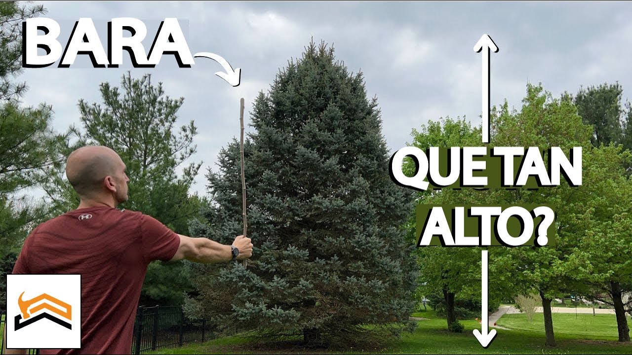 Medir La Altura De Un Árbol Sin Una Cinta Métrica