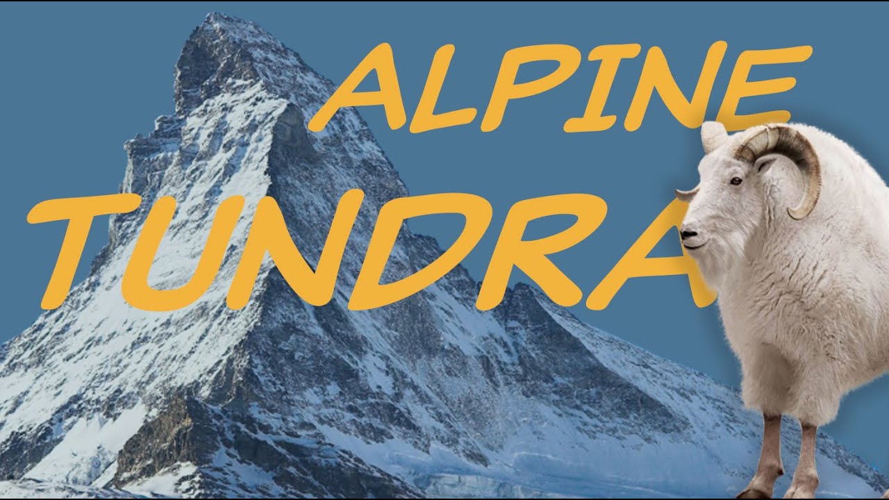 Explore the ALPINE TUNDRA Biome ⛰️ Nature Ecology & Environment