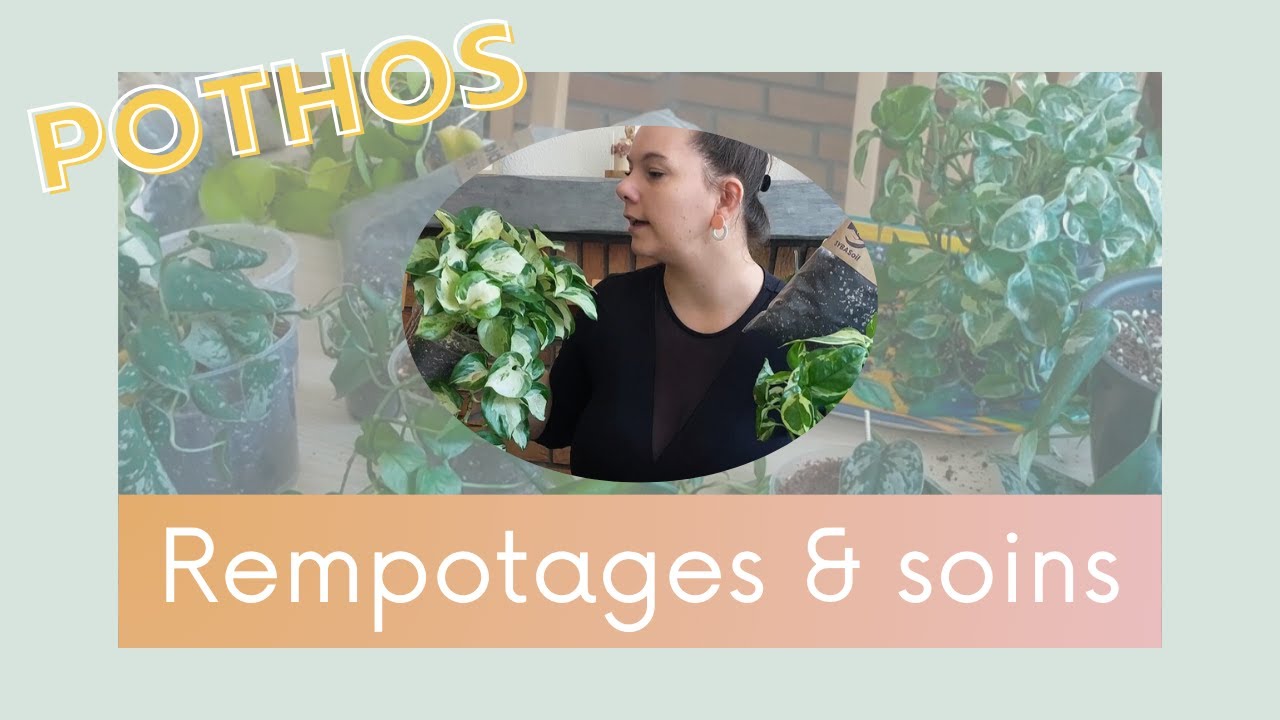 🌿Je rempote tous mes POTHOS ~ nouveau substrat et soins ✂️🌿