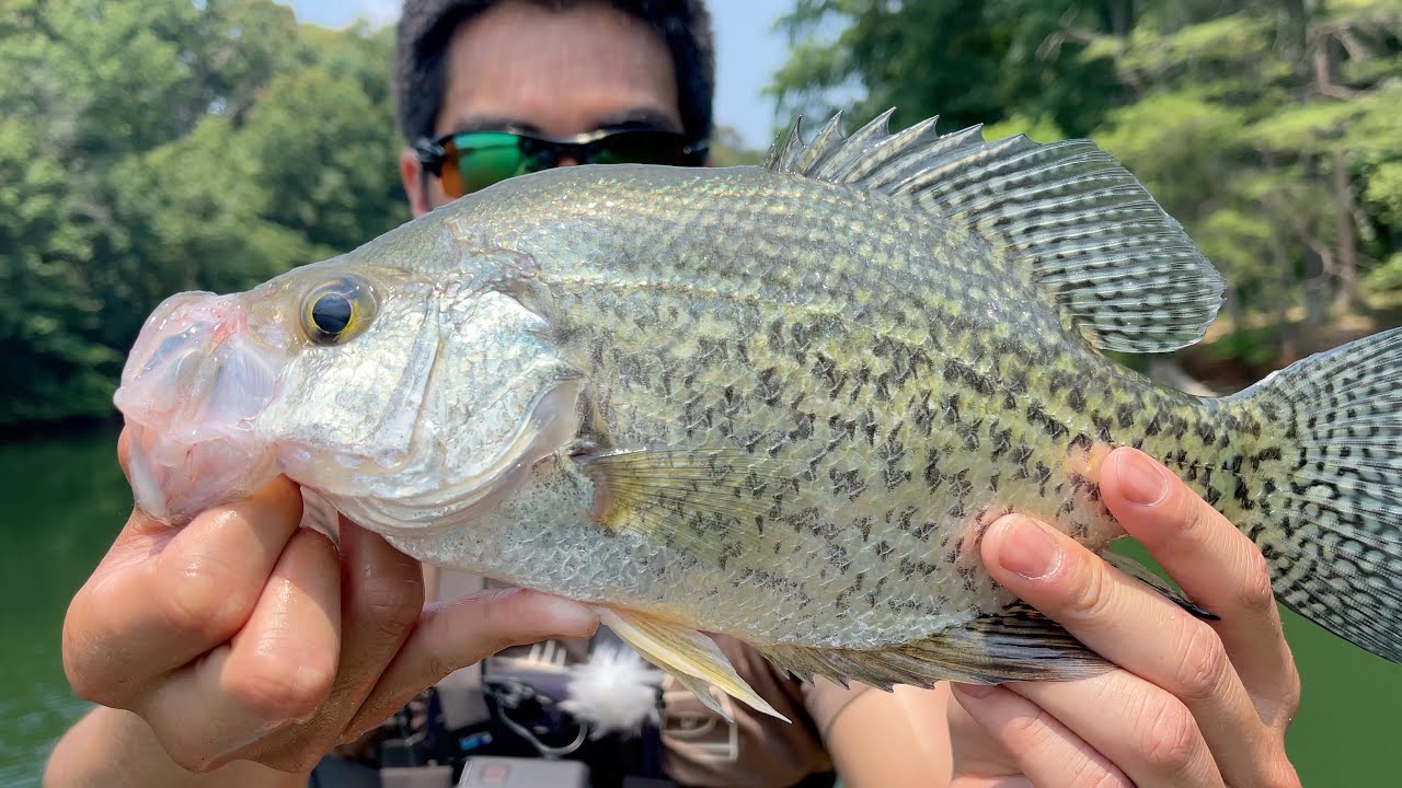 1v1 MULTI SPECIES Fishing Challenge in INTENSE HEAT!!! (SURPRISE CATCH)
