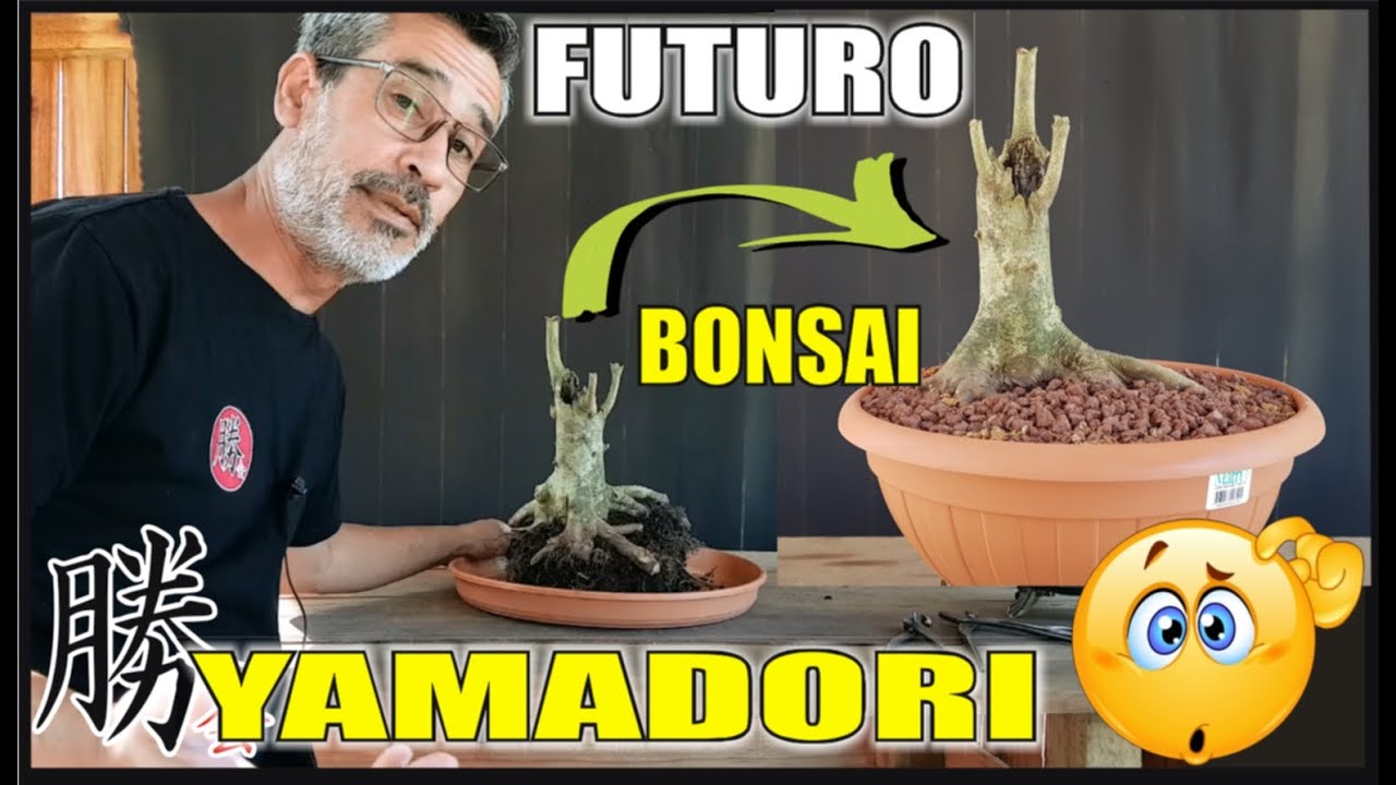 COMO HACER UN BONSAI / RESCATANDO UN LIGUSTRO SIEMPRE VERDE! (YAMADORI) NO RESCATE!