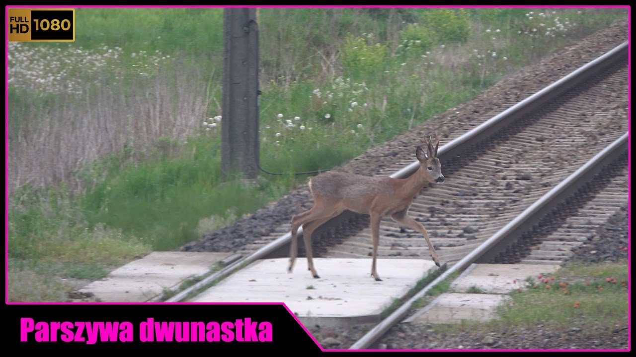 850kN #012: Parszywa dwunastka